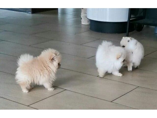 Mini Zwergspitz Pomeranian BOO welpen mit Papieren 