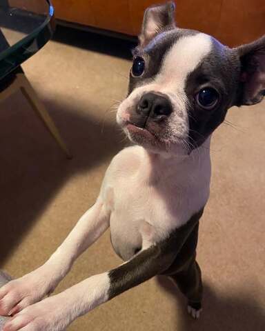 Lernen Sie Gunner kennen – den Boston Terrier in Perfektion!