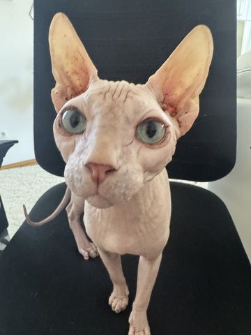 Spynx Kätzchen