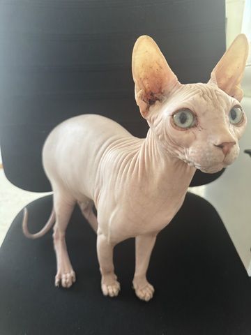 Spynx Kätzchen
