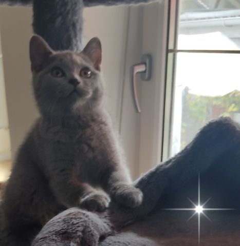 BKH Kitten Farbe Blau ,Abgabereit 1 Mädchen ist noch da