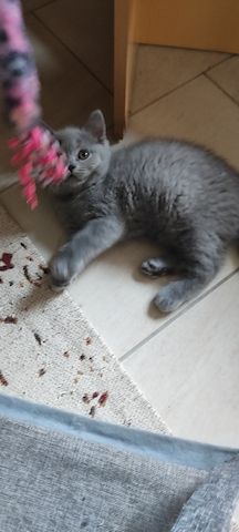BKH Kitten Farbe Blau ,Abgabereit 1 Mädchen ist noch da