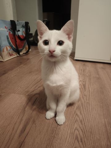 Kitte zu verkaufen