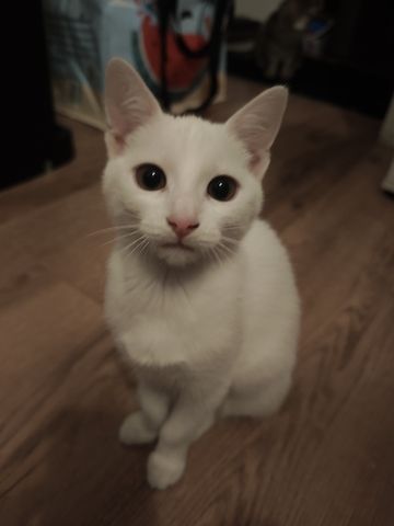Kitte zu verkaufen