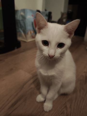 Kitte zu verkaufen