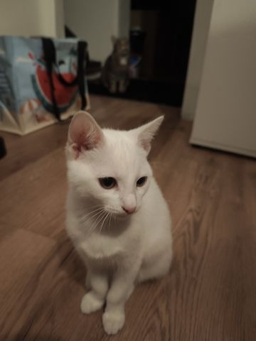 Kitte zu verkaufen