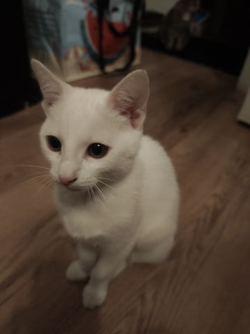 Kitte zu verkaufen