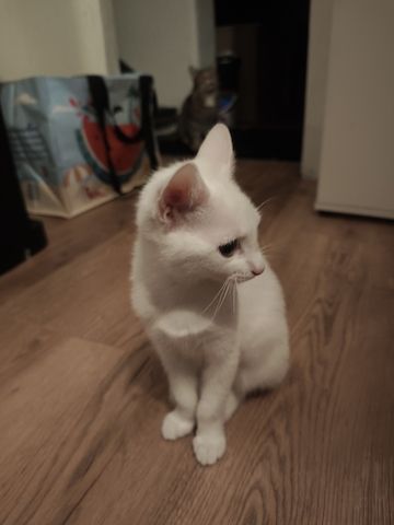 Kitte zu verkaufen