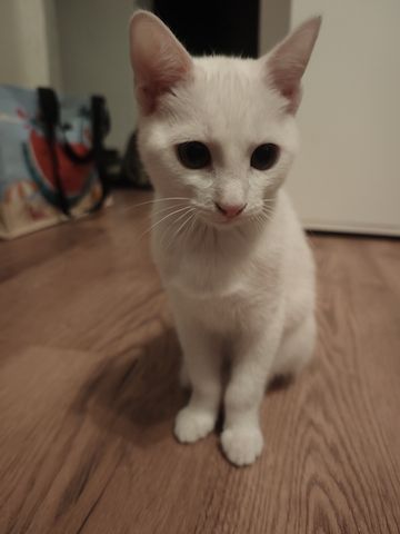Kitte zu verkaufen
