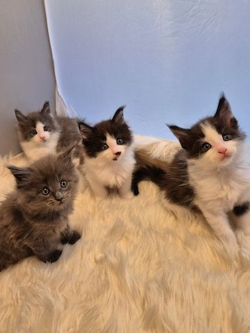 Maine Coon Kitten