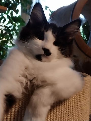 Maine Coon Kitten