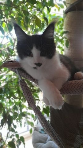 Maine Coon Kitten