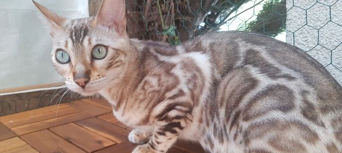 Bengalkatze mit Stammbaum