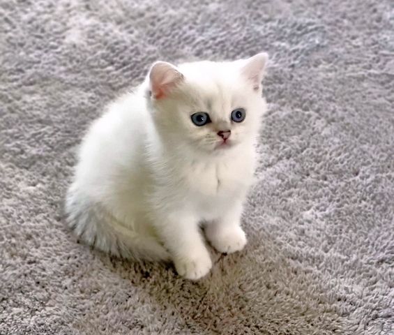 Supersüße Kitten mit blauen Augen BKH seal-silver-shaded-point ns 11 33 reinrassig!