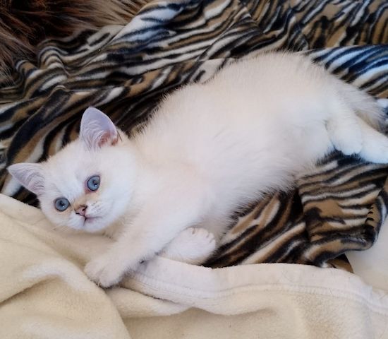Supersüße Kitten mit blauen Augen BKH seal-silver-shaded-point ns 11 33 reinrassig!