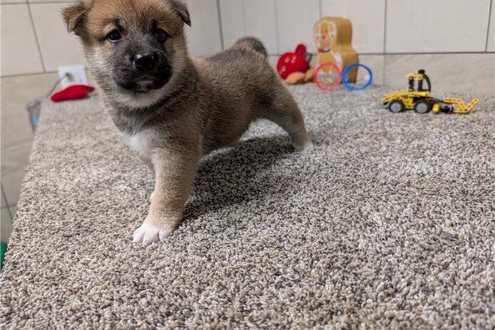 Shiba Inu puppies  