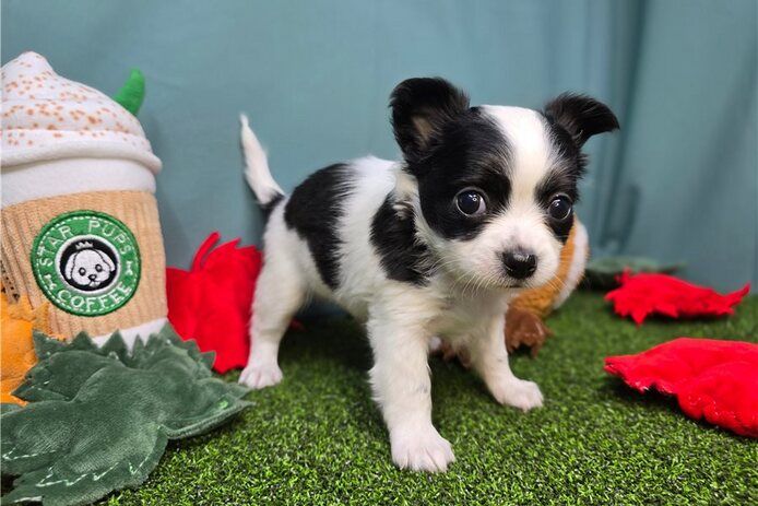 süße Chihuahua-Welpen zur Adoption