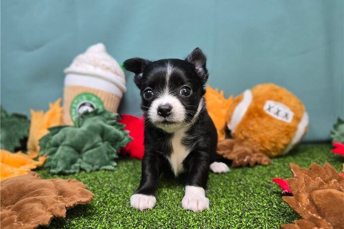 süße Chihuahua-Welpen zur Adoption