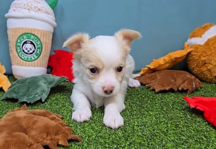 süße Chihuahua-Welpen zur Adoption