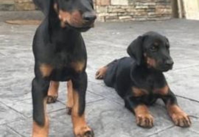 Erhältlich Dobermann Welpen mit Papieren 