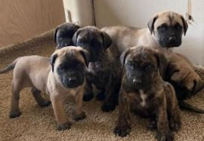 Bullmastiff Welpen mit Ahnentafel  