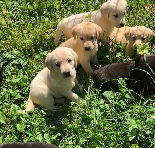 Golden Retriever Welpen mit papieren 