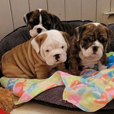 Englische Bulldoggenwelpen