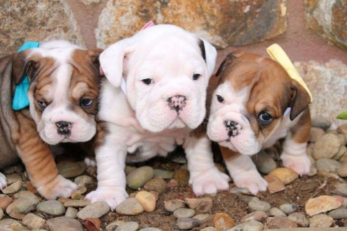 Englische Bulldoggenwelpen