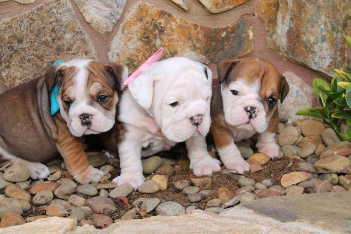 Englische Bulldoggenwelpen
