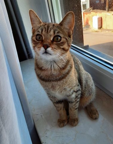 Katze weiblich 5 Monate alt sucht dringend ein neues zu Hause