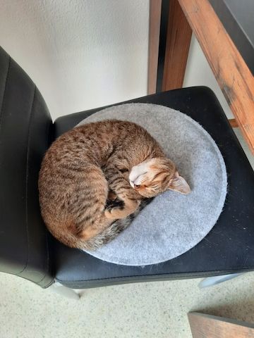 Katze weiblich 5 Monate alt sucht dringend ein neues zu Hause