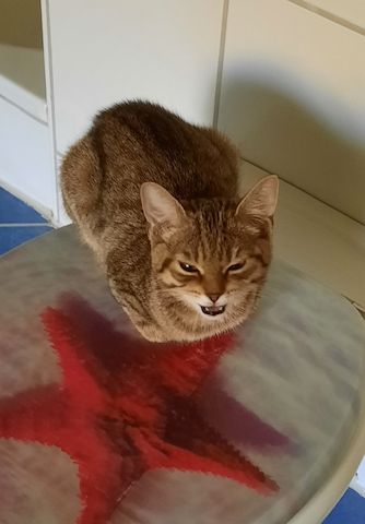 Katze weiblich 5 Monate alt sucht dringend ein neues zu Hause