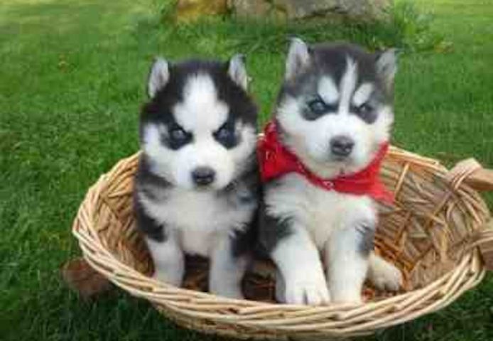 Siberian Husky-Welpen 