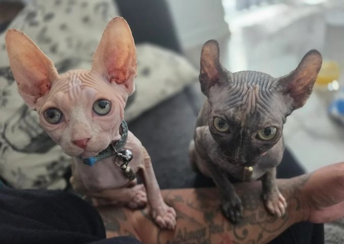 Unsere wundervollen Sphynx-Kätzchen