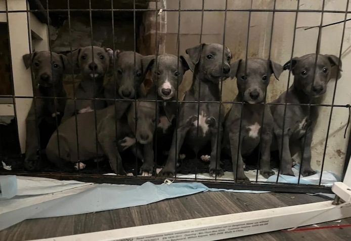 Atemberaubender blauer Whippet, weiße Flecken