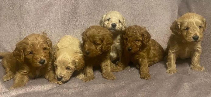 6 wunderschöne Cavapoochon-Welpen