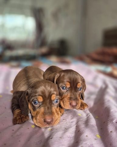 Zwergdackelwelpen PRA CLR