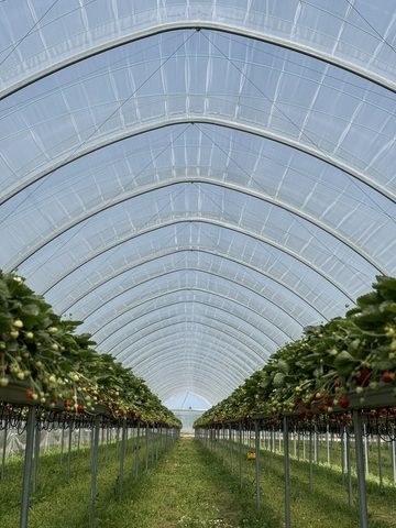 Folientunnel, Gewächshaus, Pflanzzelt Folienzeltsystem Folienzelt Bogenhalle Folienhaus Treibhaus