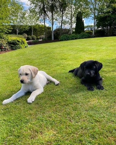 Labrador Retriever Welpen zu verkaufen