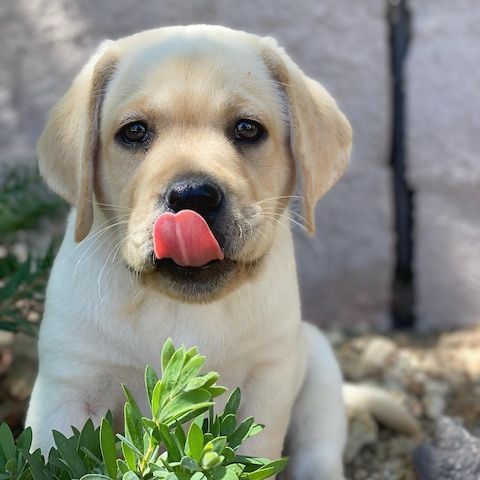Labrador Retriever Welpen zu verkaufen