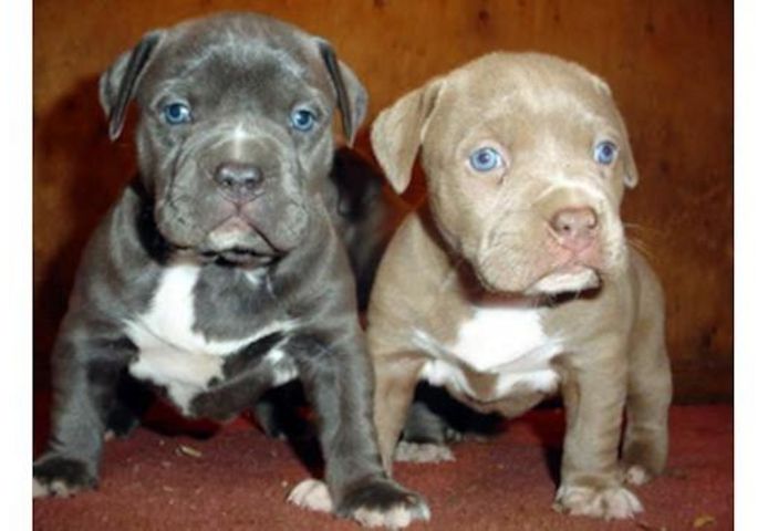 Pitbull Blueline welpen