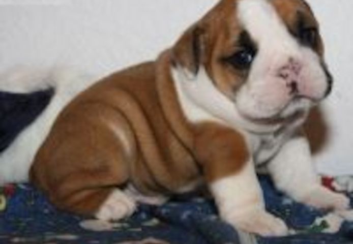 Englischer Bulldoggenwelpen