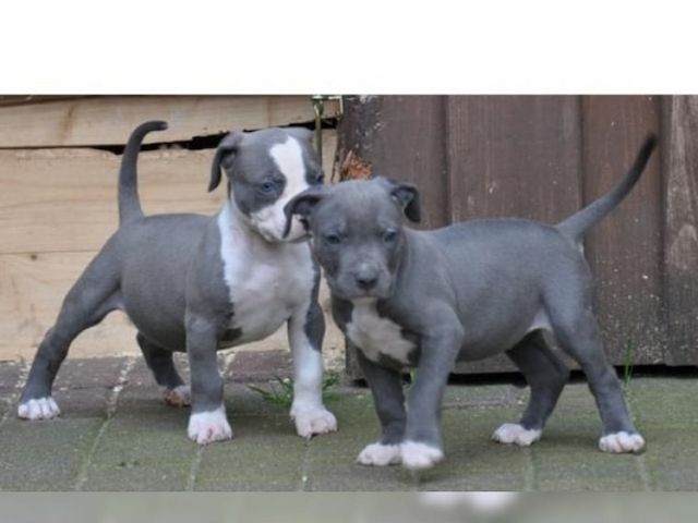 *Super Süßer Pit bull Welpe mit Papieren*