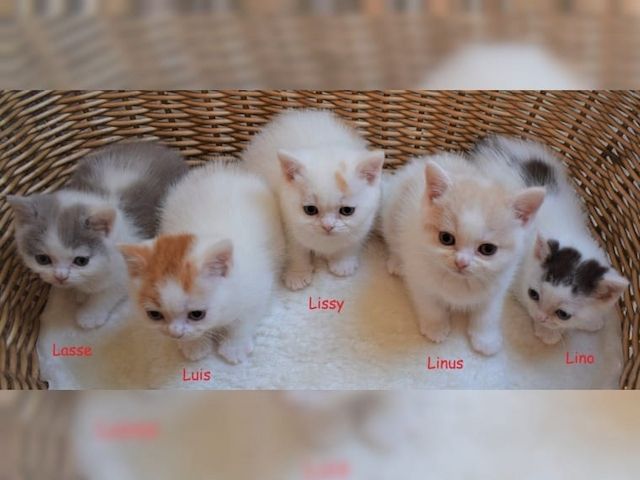 BKH Kitten suchen ein neues Zuhause