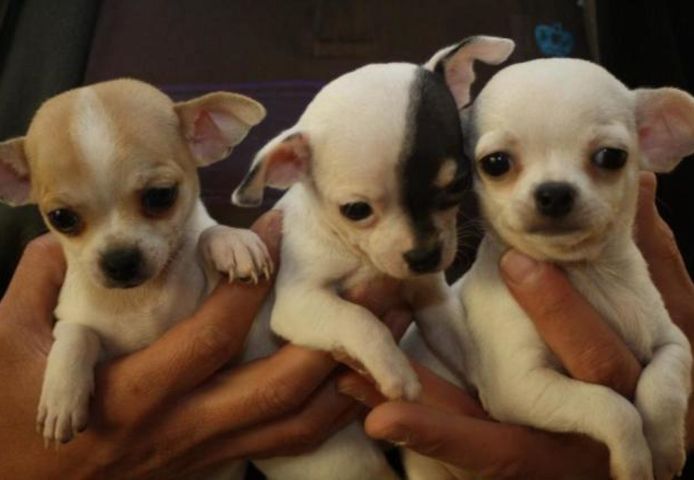 SUPER Chihuahua Welpen in Kurzhaar, VDH/FCI. Klasse statt Masse !