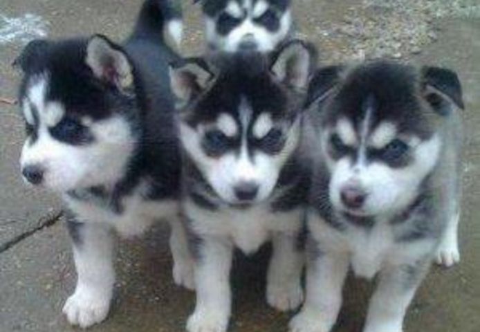 Blaue Augen Siberian Husky Welpen