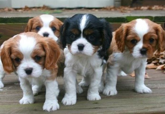 Cavalier King Charles Spaniel Welpe