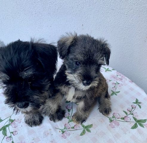 Zwergschnauzerwelpen abzugeben