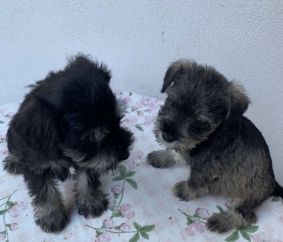 Zwergschnauzerwelpen abzugeben