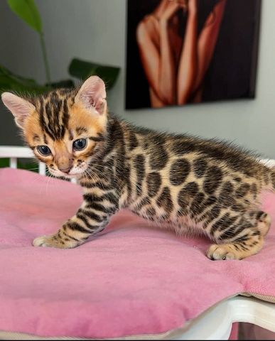 Bengal-Kätzchen